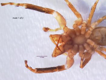 Media type: image; Invertebrate Zoology 22010